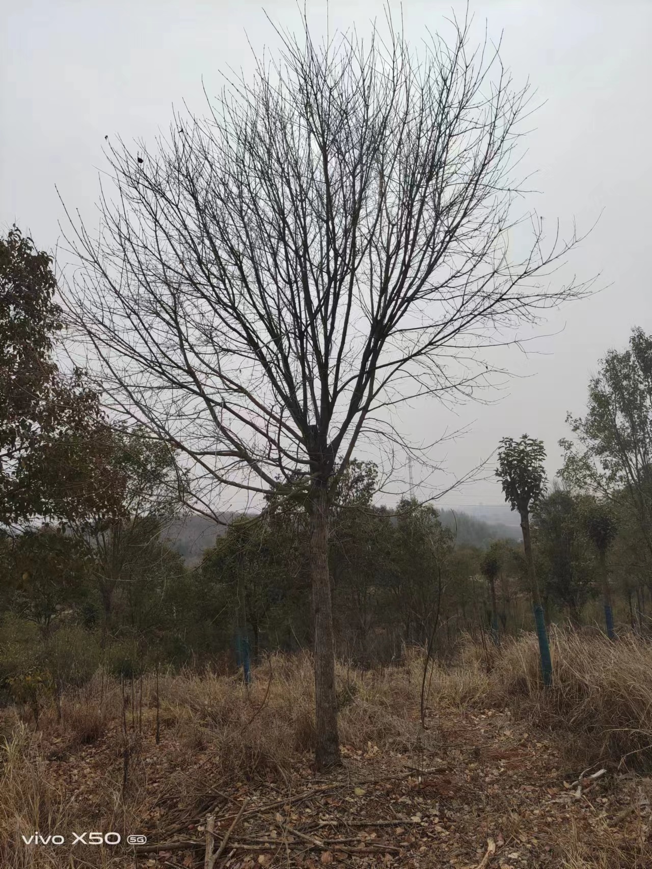 湖北三角枫苗木 丛生三角枫 净化空气 公园景区风景树批发价格图片