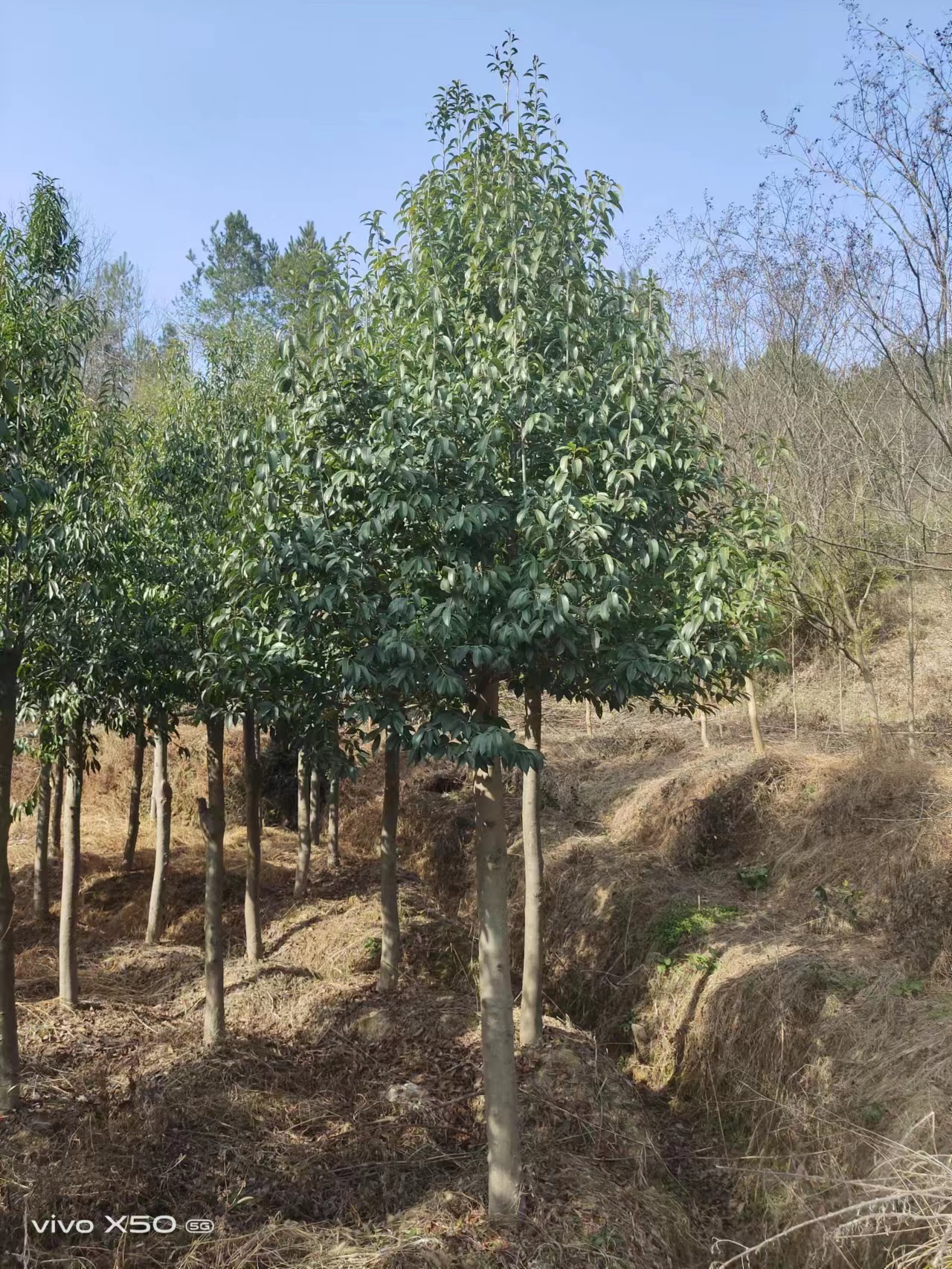 红果冬青绿化工程苗木 湖北红果冬青批发基地 红果冬青苗圃种植图片