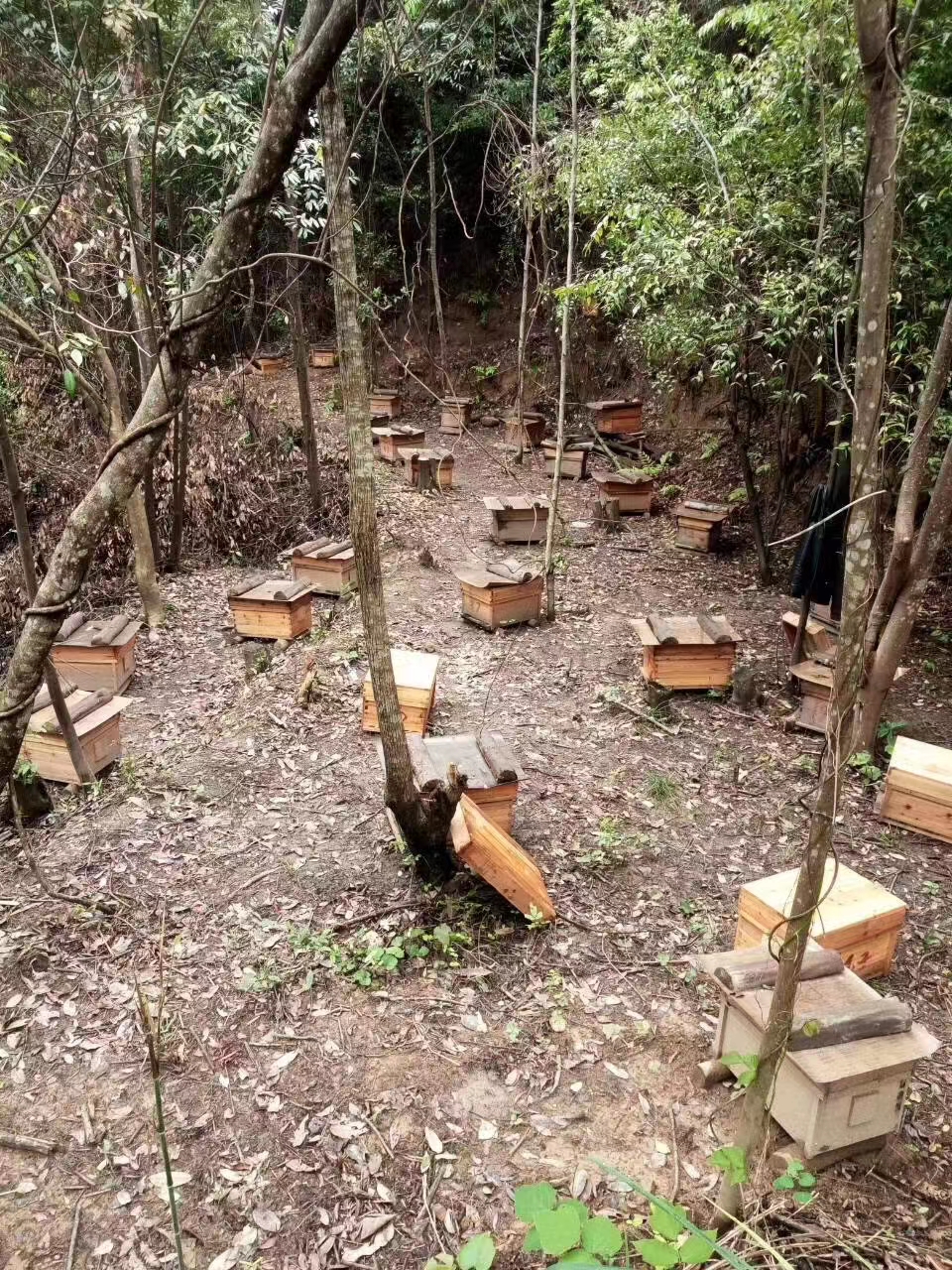 九江市蜂蜜瓶装厂家