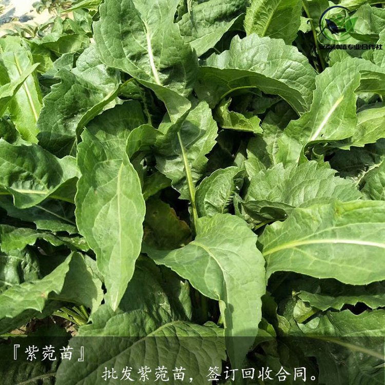 紫菀苗圖片/紫菀苗樣板圖 (1)