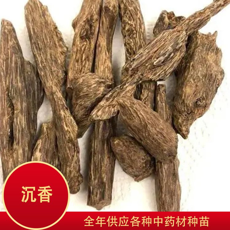 中药材沉香 药用种苗种植基地 源头产地 规模出售 沉香多少钱一克图片