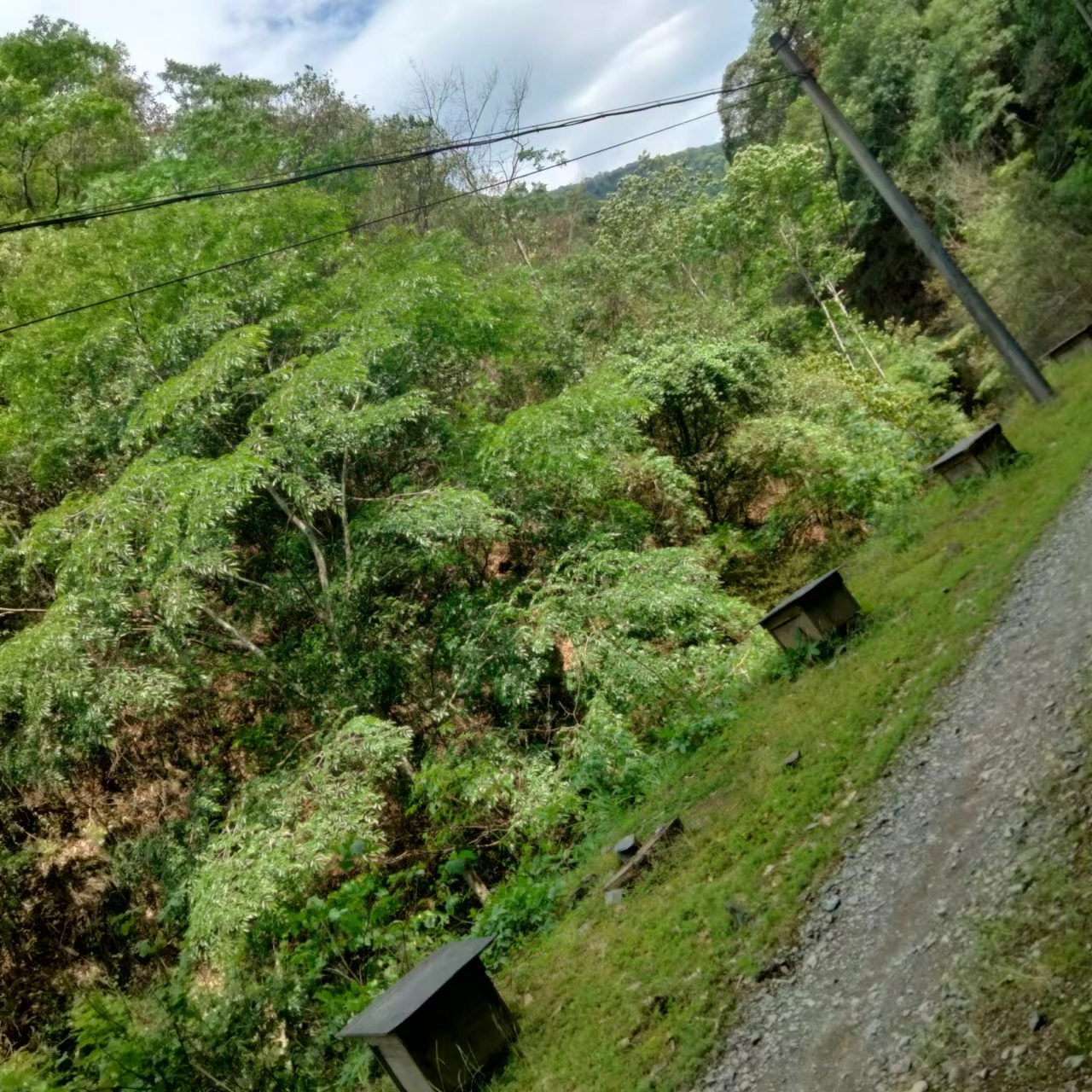 土蜂蜜批发-老蜂农蜂蜜报价-土蜂蜜批发价格-土蜂蜜销售电话图片