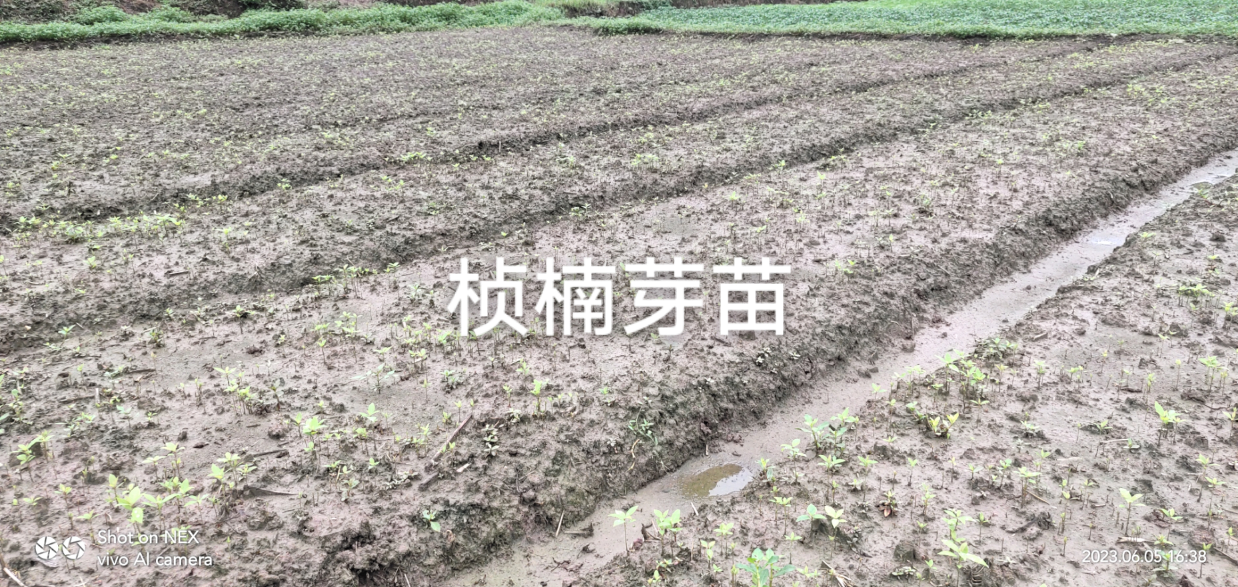 湖南楨楠芽苗圖片/湖南楨楠芽苗樣板圖 (1)