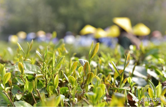 茗韻圖片/茗韻樣板圖 (1)