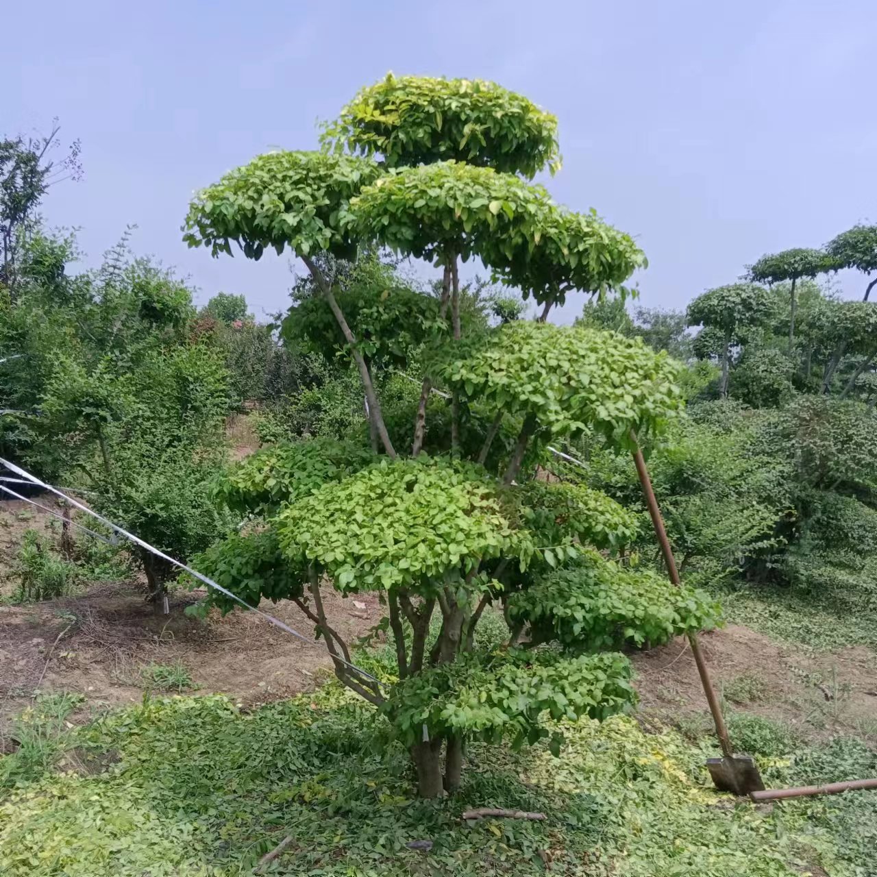 山东造型小叶女贞-造型小叶女贞批发基地-园林景观绿化小叶女贞多少钱-哪里有图片