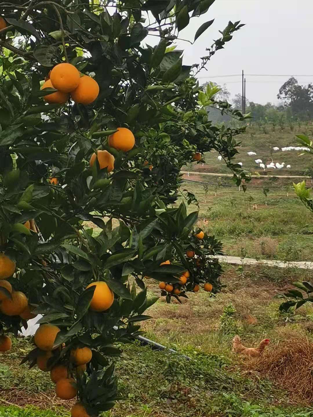 成都  血橙批发价格_橙子 血橙种植基地供应