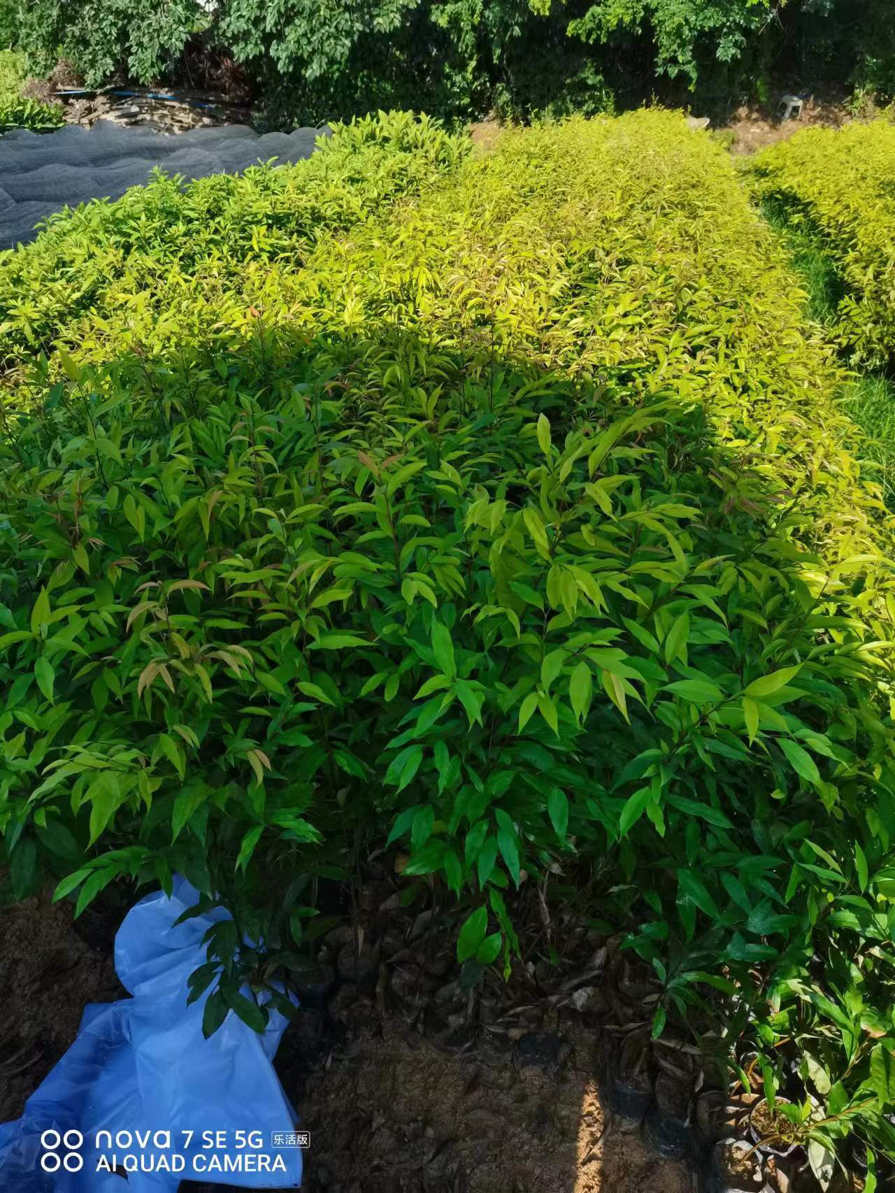 广州红锥生态绿化苗,红椎树苗批发多少钱,市场价格,苗木种植基地图片