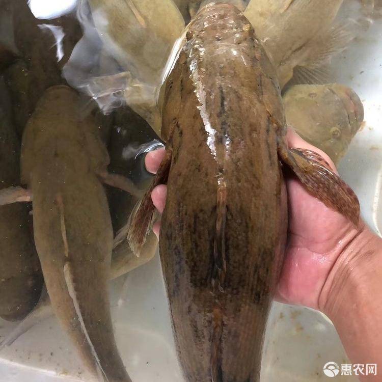 笋壳鱼苗 、竹壳鱼苗、杂交笋壳苗、竹壳苗图片