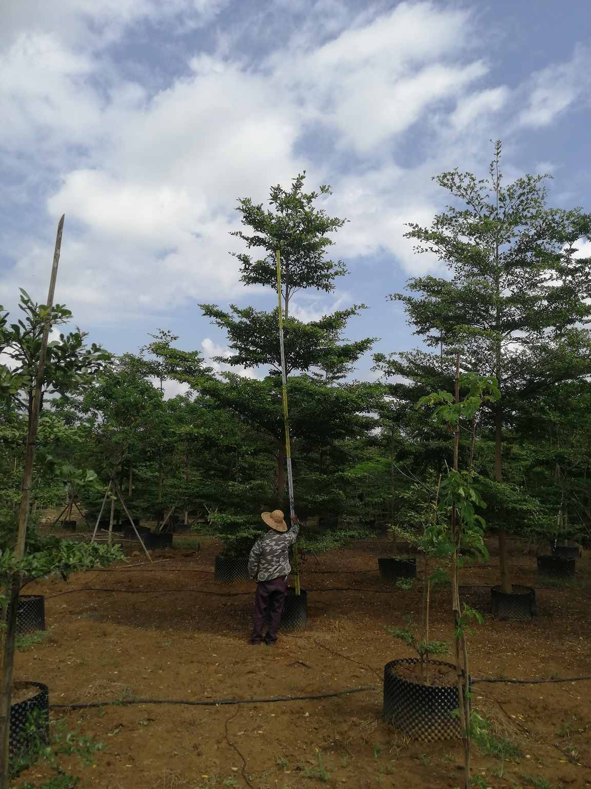 細葉欖仁圖片/細葉欖仁樣板圖 (2)