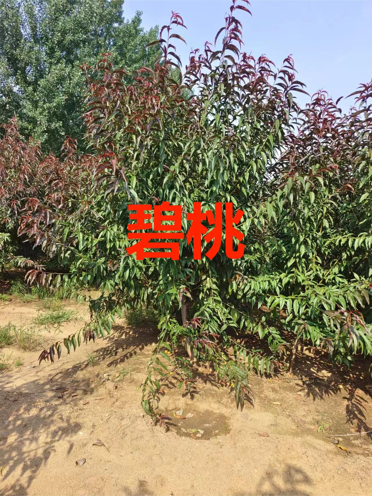 山东碧桃苗圃-碧桃批发-种植基地 帅阳苗木 碧桃苗木图片