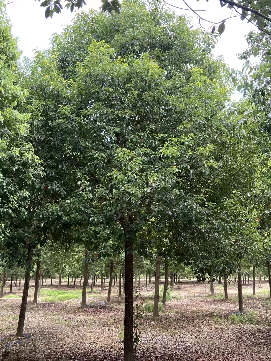 福建三角枫-三角枫苗木种植基地-三角枫批发价格-丛生三角枫图片