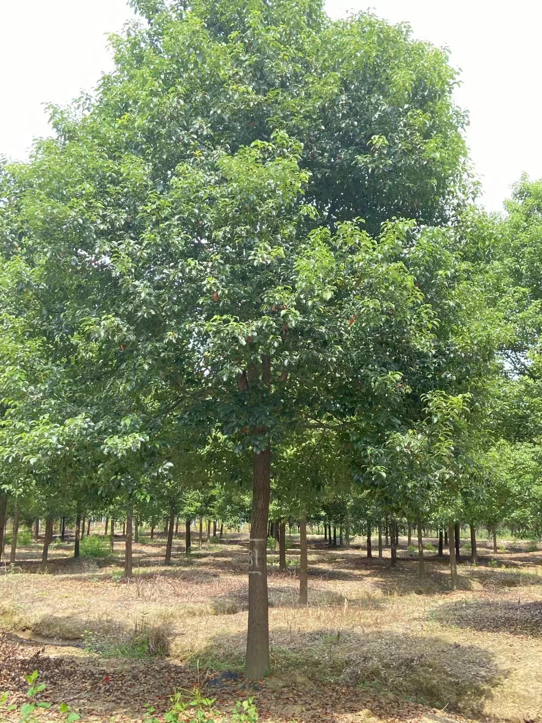 香樟树-湖北香樟苗木培育基地-香樟树批发价格-多少钱一棵图片