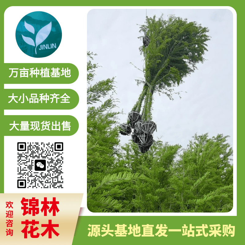 大葉女貞圖片/大葉女貞樣板圖 (1)