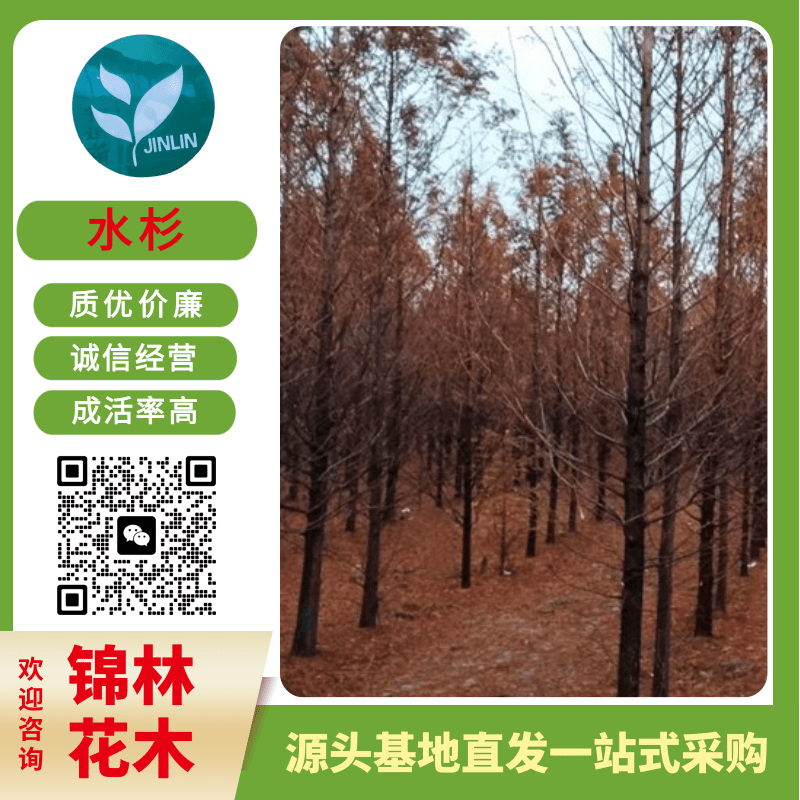 水杉圖片/水杉樣板圖 (3)