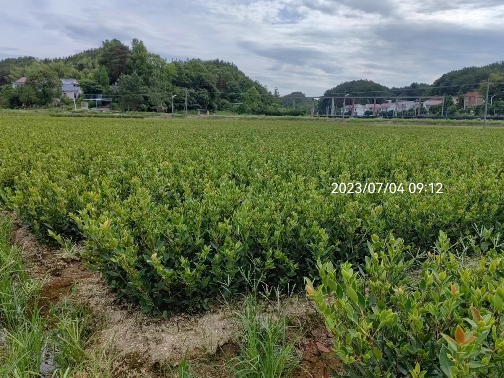 株洲市油茶苗厂家