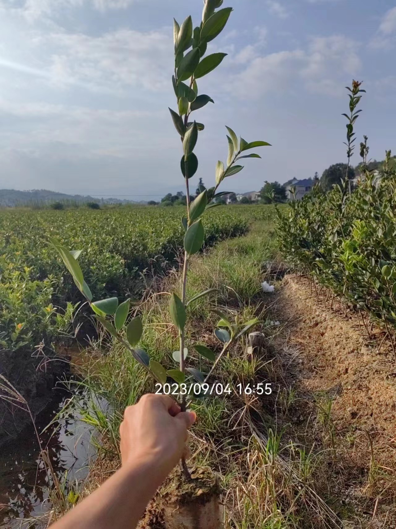 油茶苗湖南油茶苗基地、价格、基地销售、基地批发【攸县丫江桥镇新飞苗木经营部】