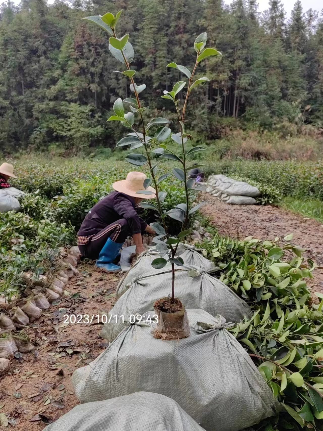 攸县丫江桥镇新飞苗木经营部