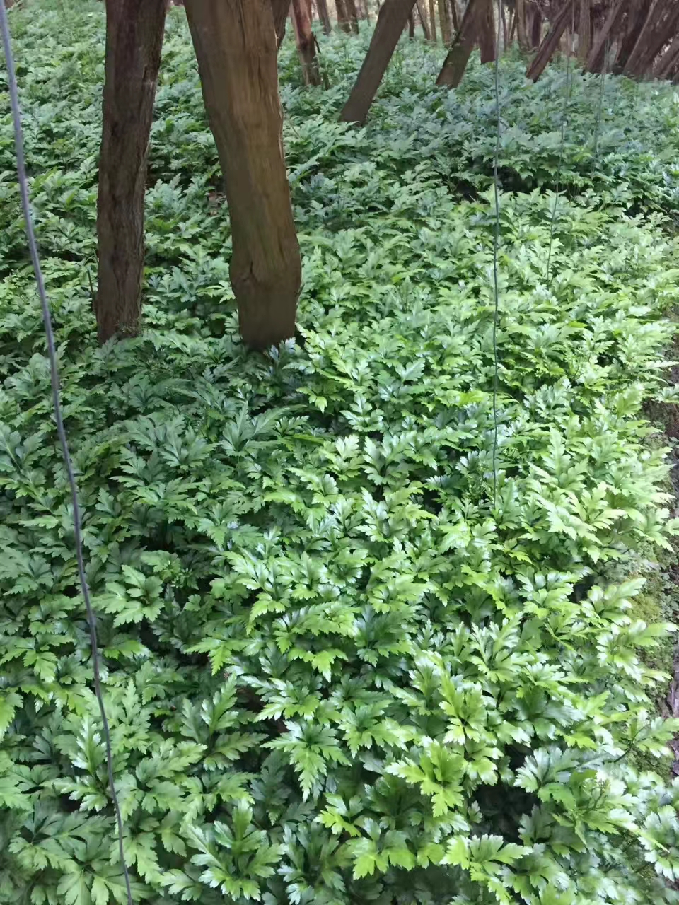 供應(yīng)雞爪連黃連苗 雞爪連黃連種苗黃連苗子