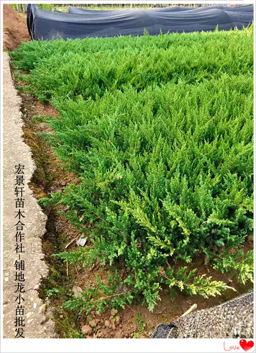 长沙跳马铺地龙-爬地柏小苗基地-湖南铺地龙小苗低便宜走量找宏景轩 铺地柏基地图片