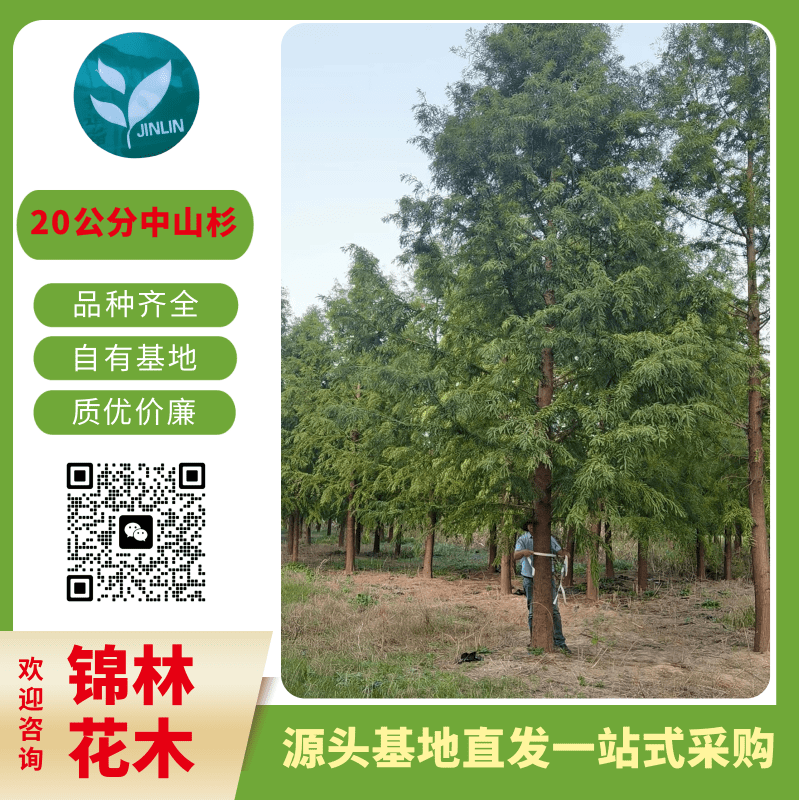 大豐錦林供應(yīng)2-20公分中山杉 樹形優(yōu)美 綠化觀賞樹種 綠化苗木