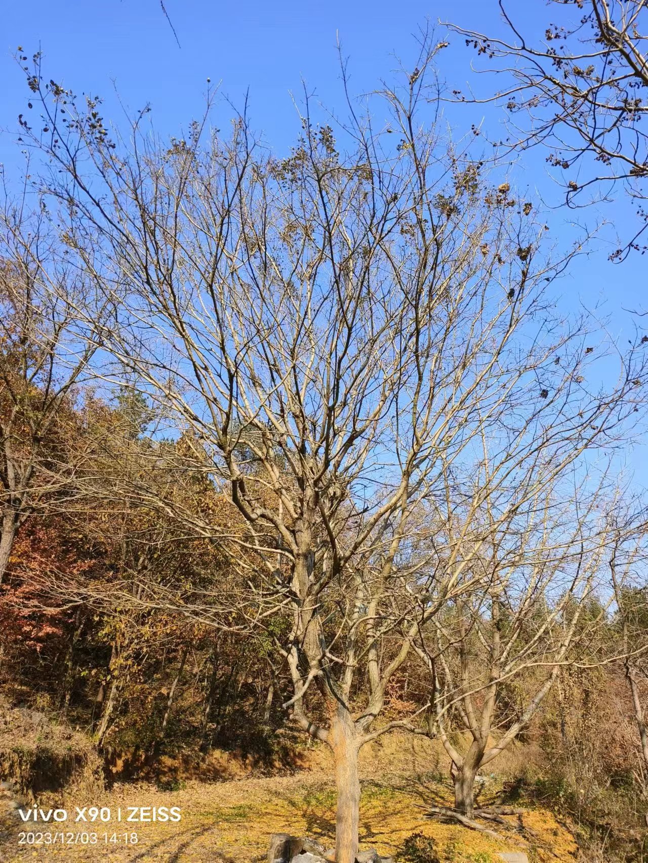 30公分圖片/30公分樣板圖 (2)