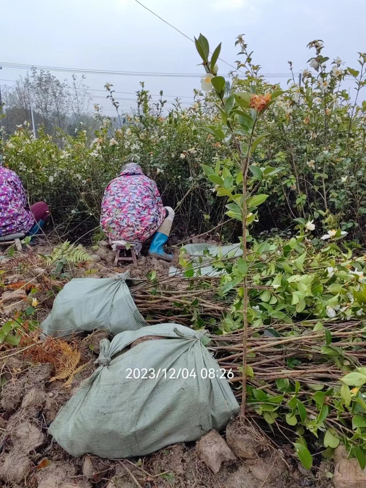 三华系列油茶小杯苗基地、种植基地、价格、批发【攸县丫江桥镇新飞苗木经营部】图片