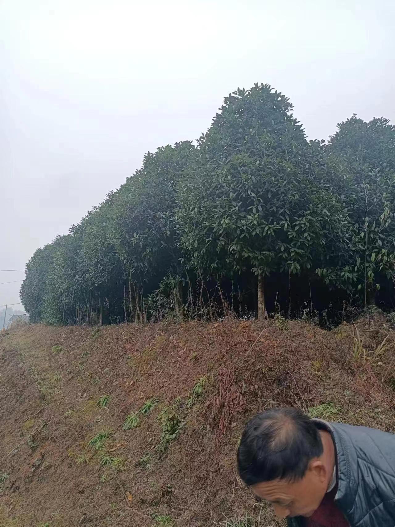 桂花圖片/桂花樣板圖 (3)