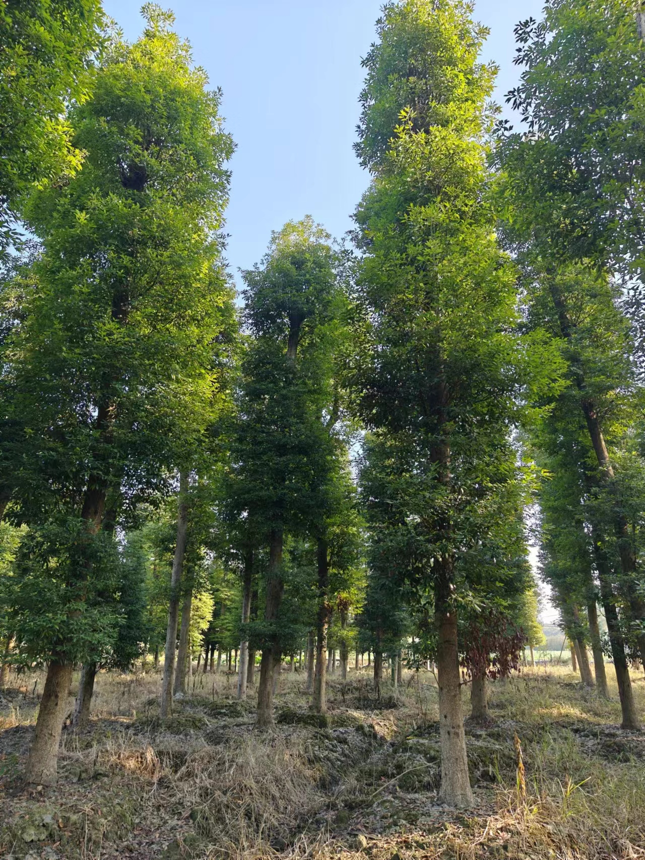 金絲楠木圖片/金絲楠木樣板圖 (3)