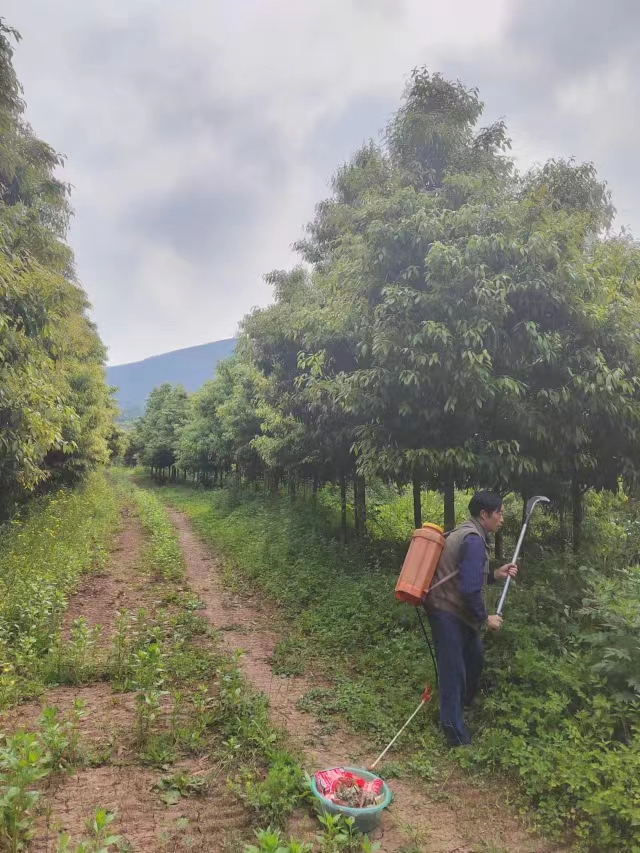 金絲楠木圖片/金絲楠木樣板圖 (4)