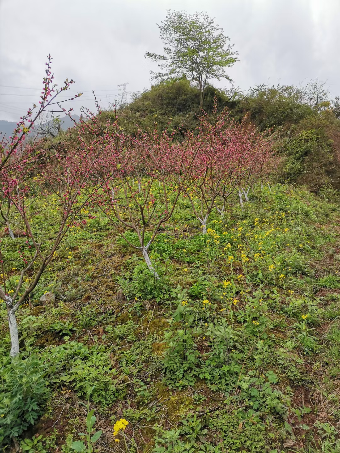 5-9公分桃树苗基地优质山桃 苗 根系发达 规模种植管理 桃树 苗批发 黄桃树图片