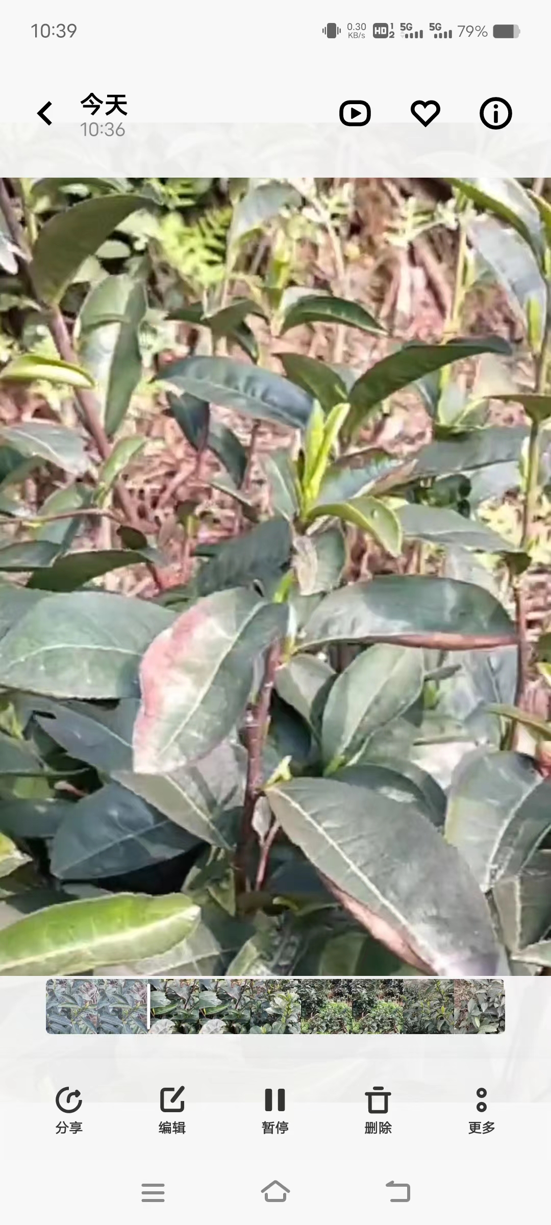 茶園圖片/茶園樣板圖 (2)