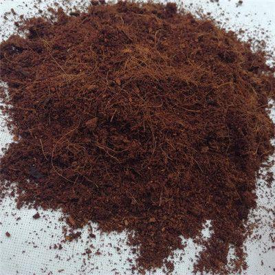 棕櫚粕圖片/棕櫚粕樣板圖 (3)