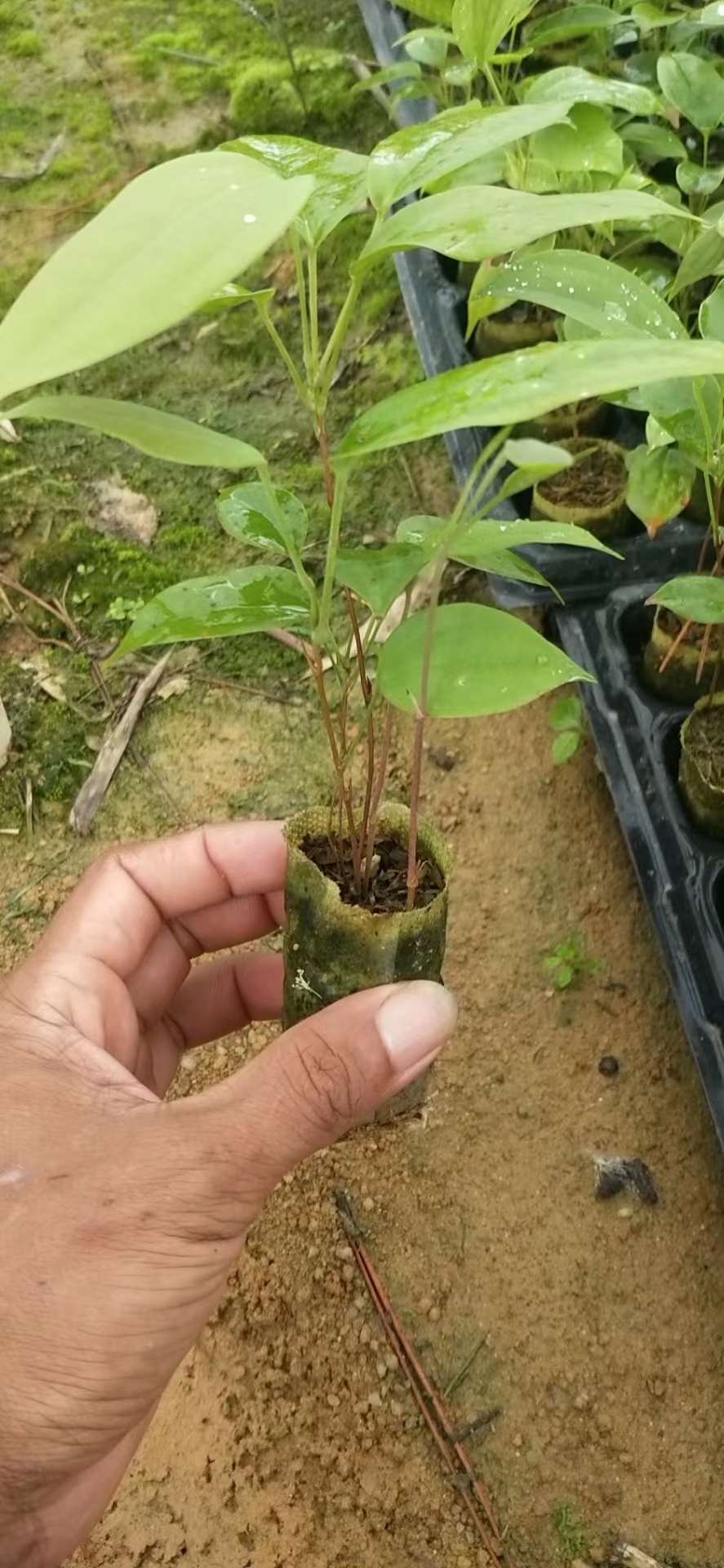 供应土茯苓苗基地  土茯苓苗批发 土茯苓苗价格 土茯苓苗多少钱图片