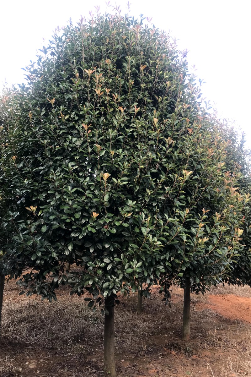 獨(dú)桿紅葉石楠樹圖片/獨(dú)桿紅葉石楠樹樣板圖 (2)