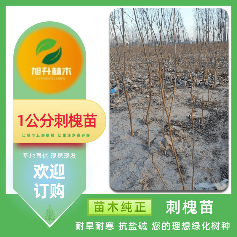 1公分刺槐河南1公分刺槐供应 刺槐小苗地径0.8-1公分 荒山造林 旭升林木  种植基地