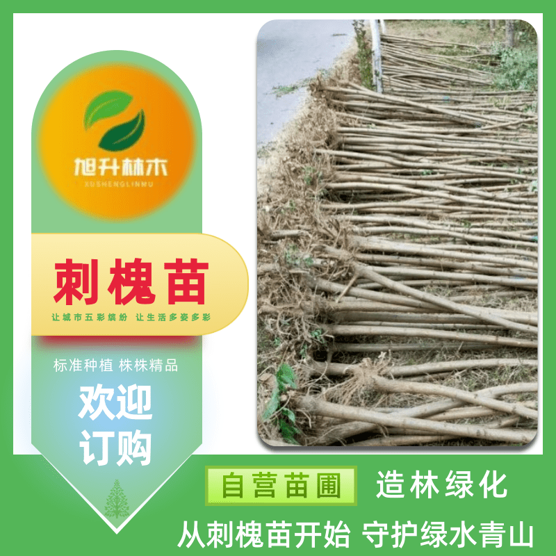 刺槐綠化苗木圖片/刺槐綠化苗木樣板圖 (3)