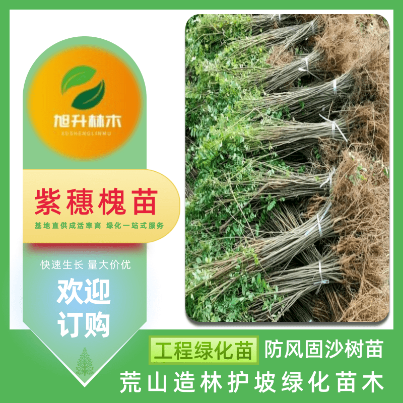 紫穗槐苗圖片/紫穗槐苗樣板圖 (4)