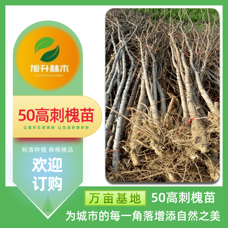 50高刺槐苗圖片/50高刺槐苗樣板圖 (3)