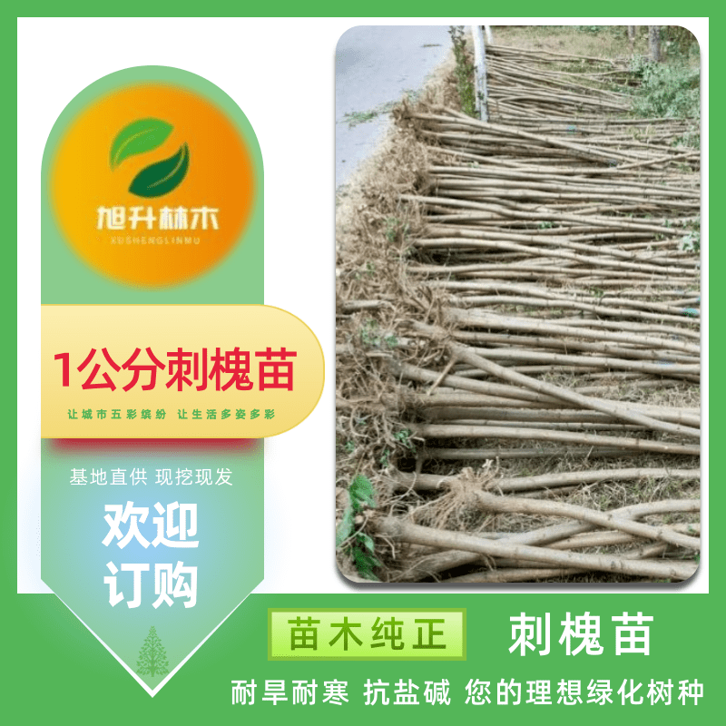 0.5公分刺槐苗基地出售_批发_价格_供应商【民权旭升林木种植有限公司】图片