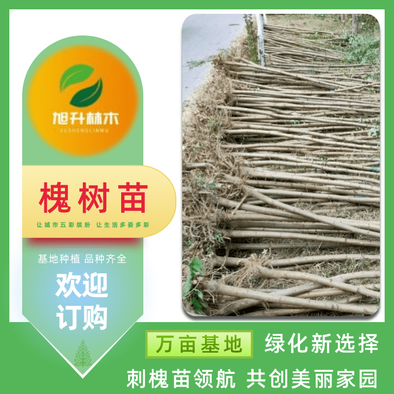 槐樹苗圖片/槐樹苗樣板圖 (4)