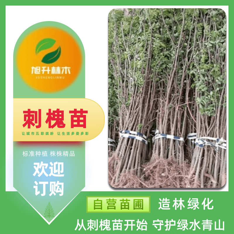 河南刺槐苗基地批发、刺槐地径3公分 固沙保土树种【民权旭升林木种植有限公司】图片