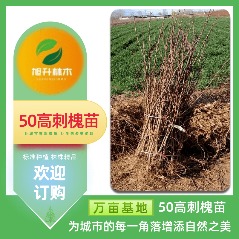 50高刺槐苗圖片/50高刺槐苗樣板圖 (2)