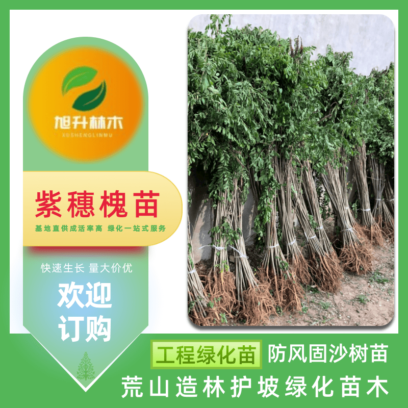 江西紫穗槐苗批發(fā)、報(bào)價(jià)、現(xiàn)挖現(xiàn)賣【民權(quán)旭升林木種植有限公司】