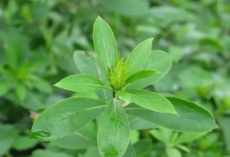 湖北百草堂苍术种植根壮苗肥，市场影响力大难得可贵图片