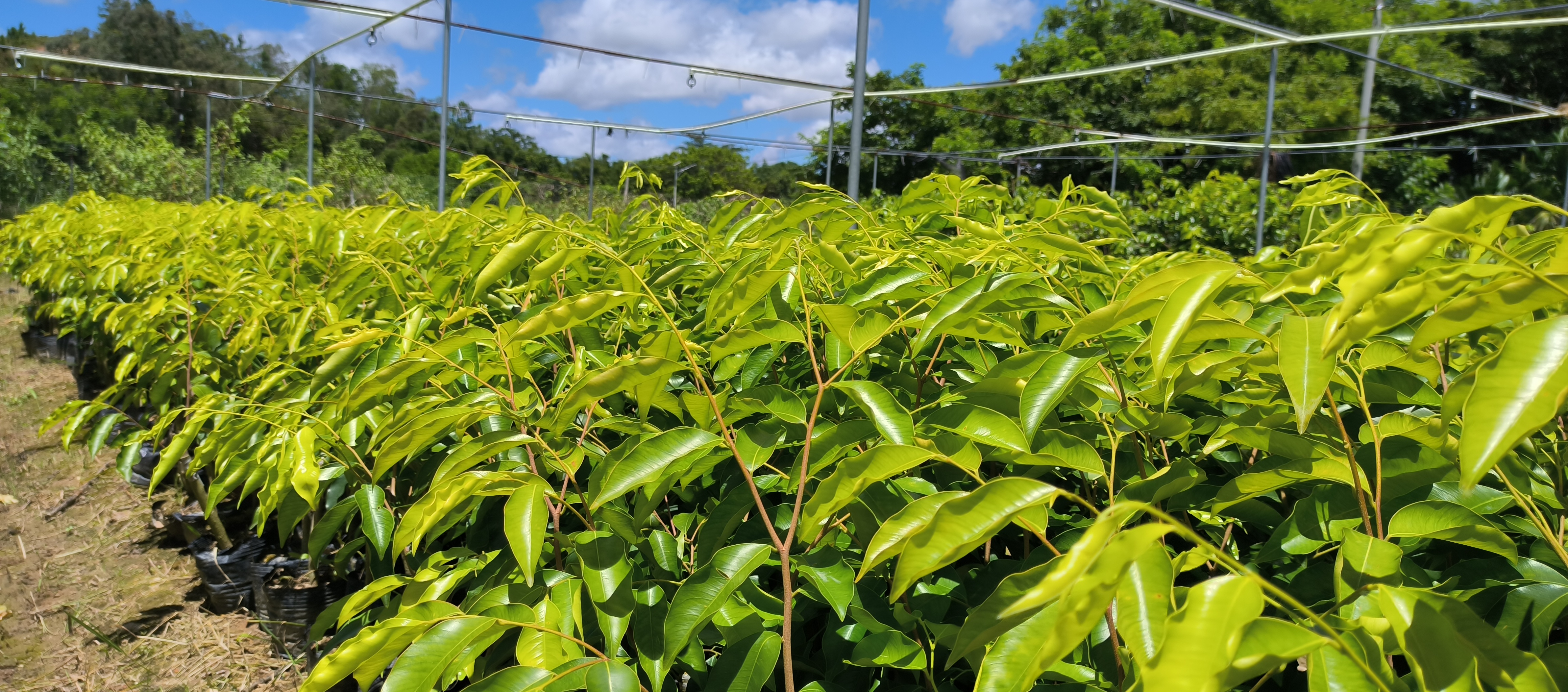 茂名棋楠沉香紫琪品种批发价格 棋楠沉香紫琪品种种植基地