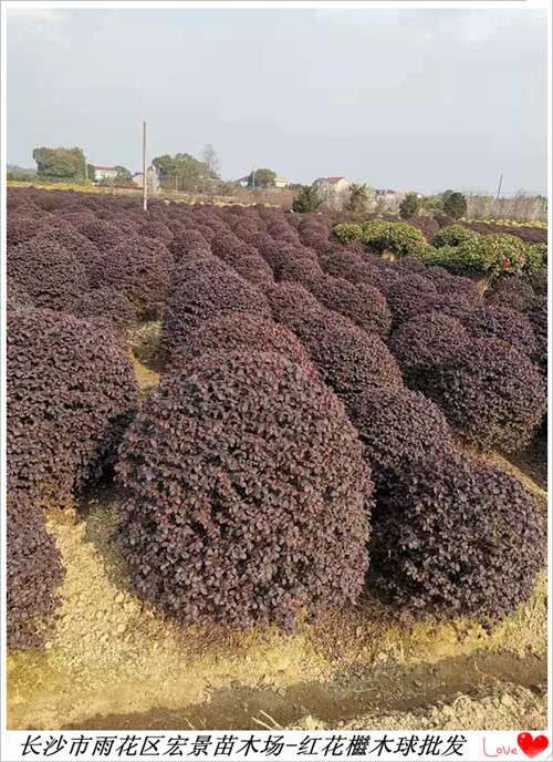 多杆红花檵木树桩,湖南红檵木桩景宏景轩腾地快来捡 湖南红花檵木树桩图片