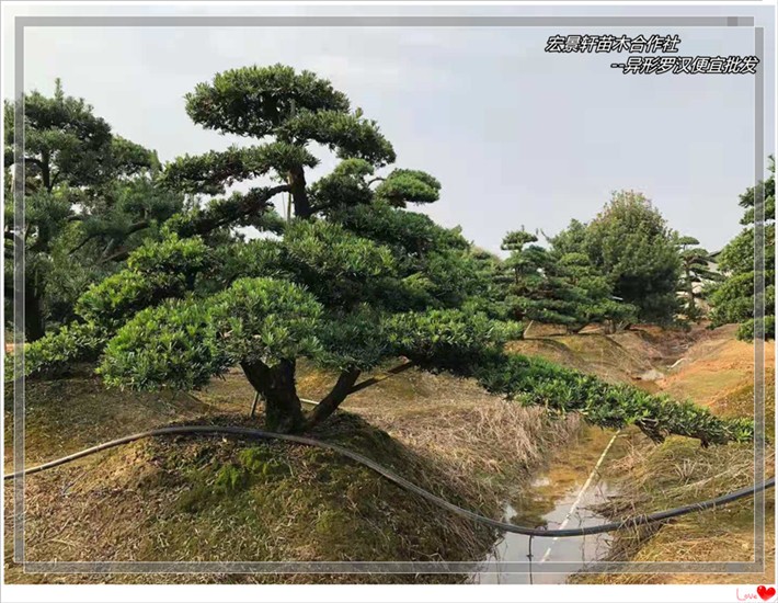 买湖南造型罗汉松-整形浏阳红花檵木树桩人脉多,人品过关才是双赢罗汉松苗圃图片