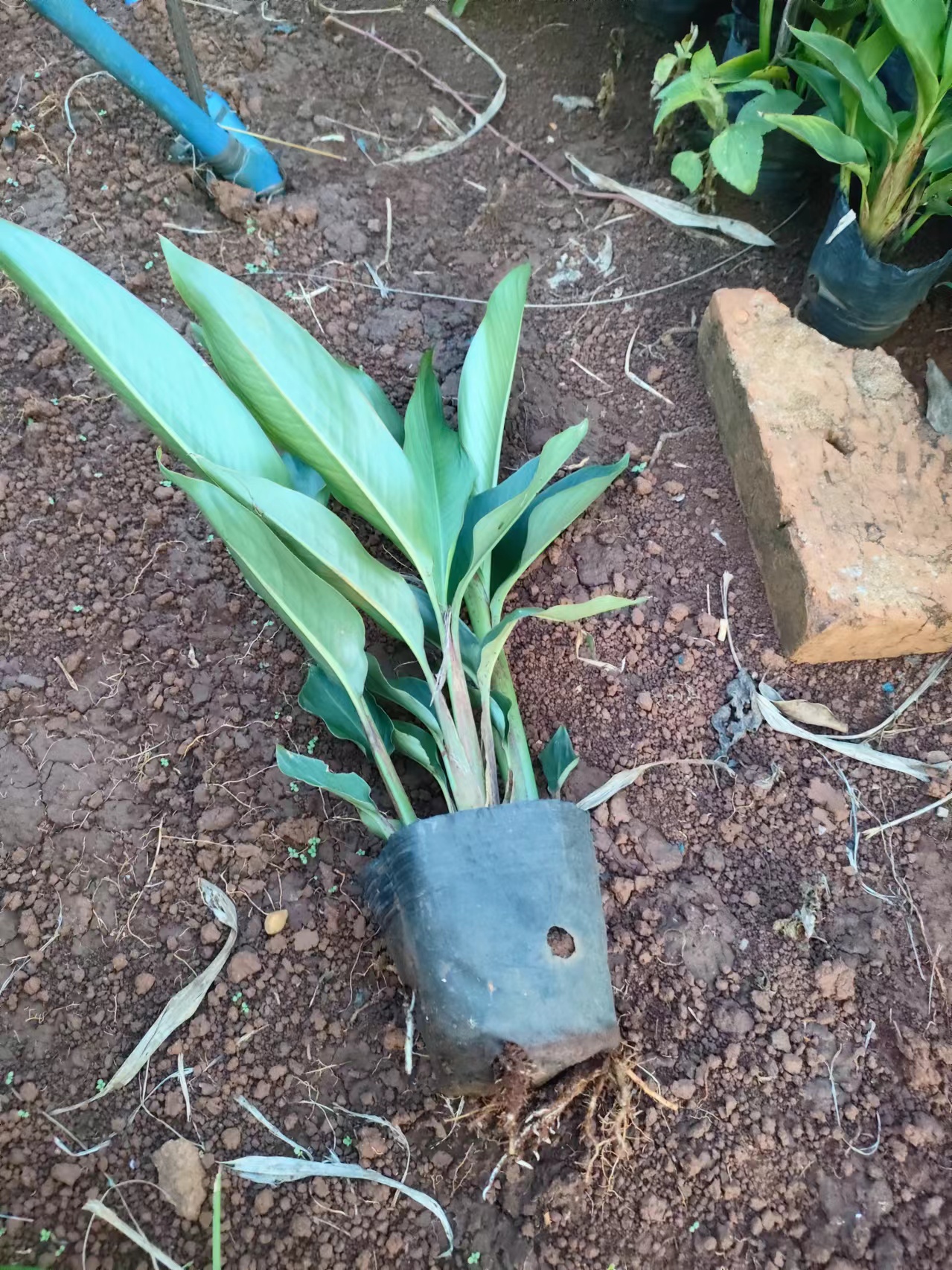 黃鳥焦圖片/黃鳥焦樣板圖 (3)