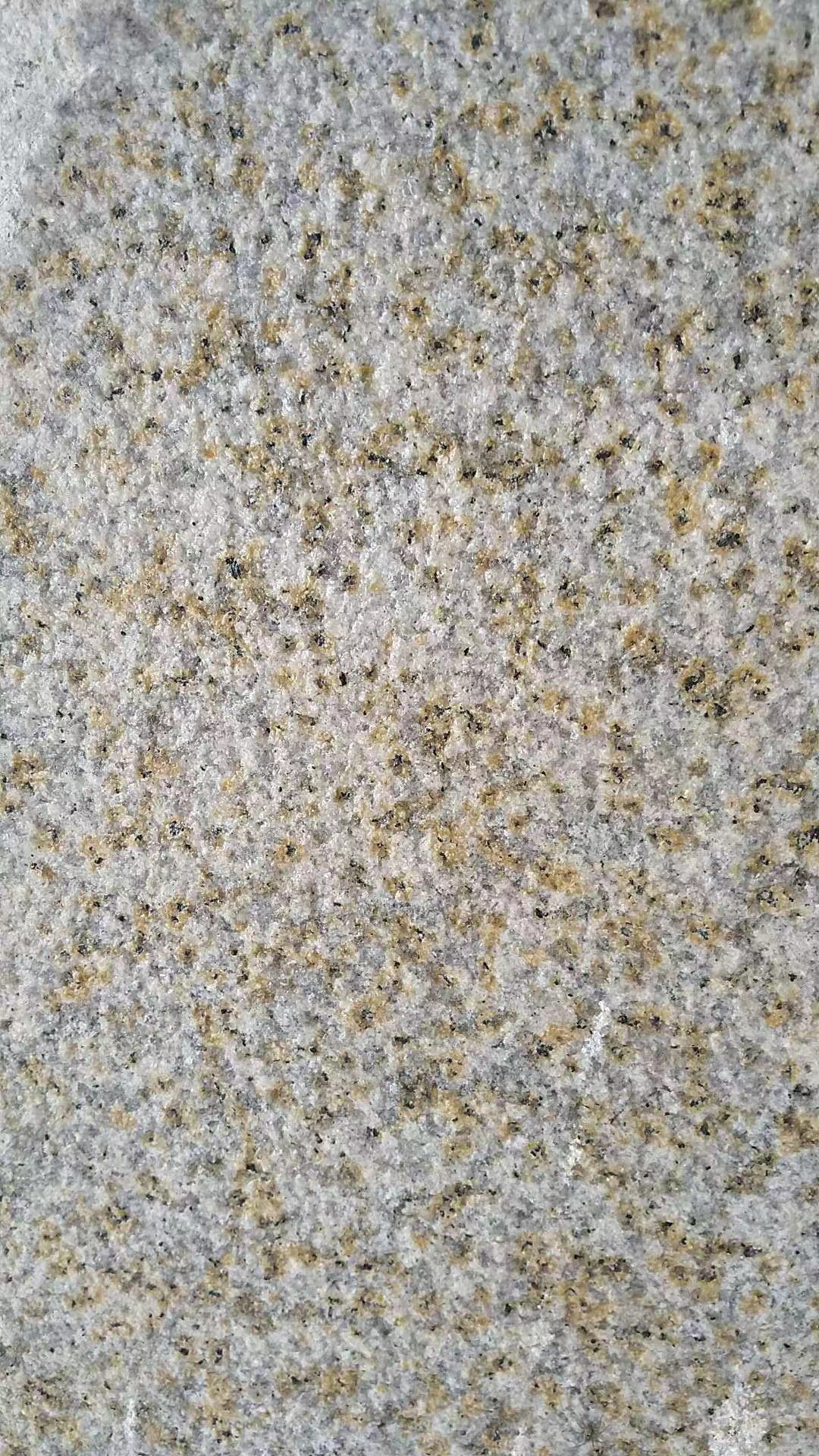 黃銹石荔枝面圖片/黃銹石荔枝面樣板圖 (3)