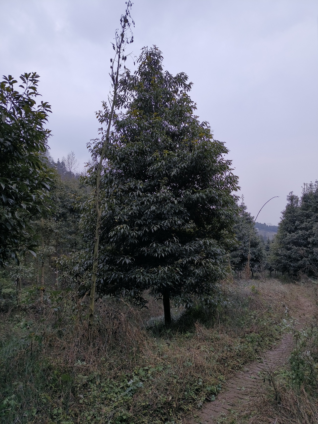 基地出售金絲楠木多少錢(qián)一棵   8-10公分金絲楠木現(xiàn)貨批發(fā)價(jià)格